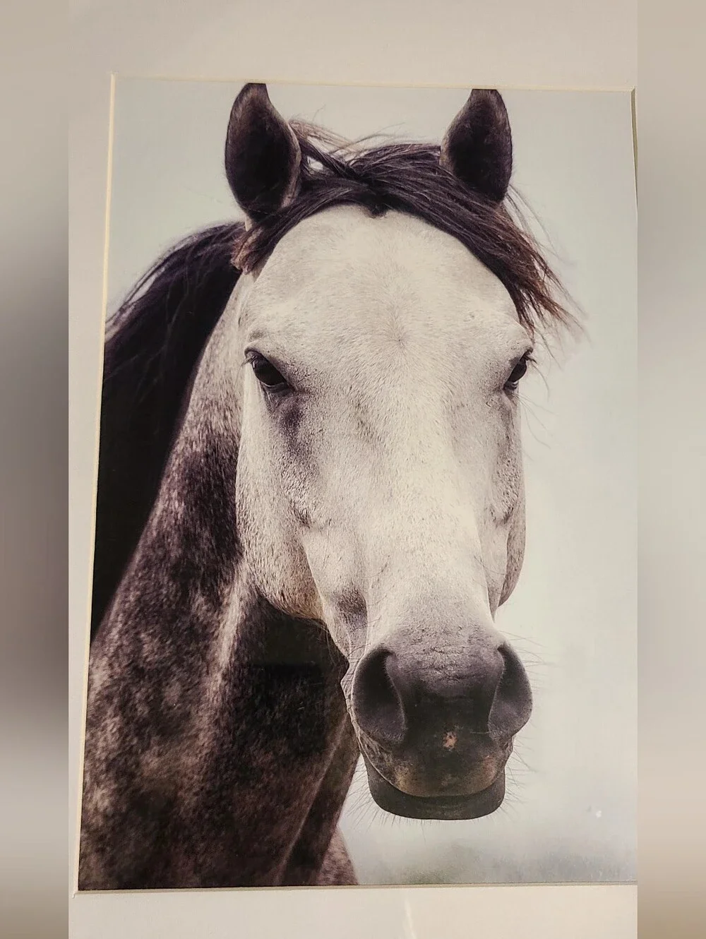 Kirkland Signature Neutral Horse Portrait Wall Art